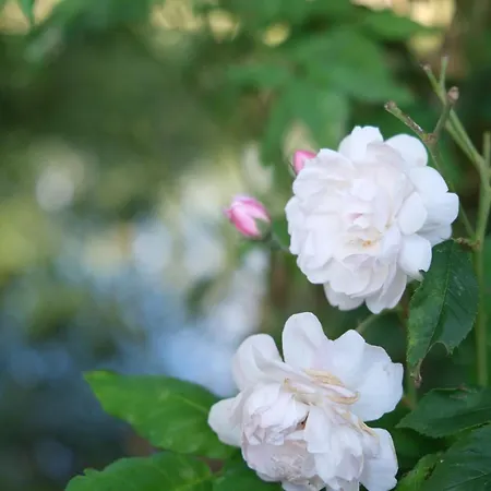 Le Nid Boheme شقة Gisay