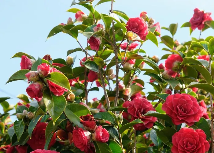 Le Nid Boheme Apartment